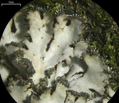 Image of Shadow lichens