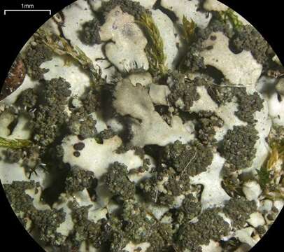 Image of Shadow lichens