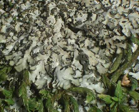 Image of Shadow lichens