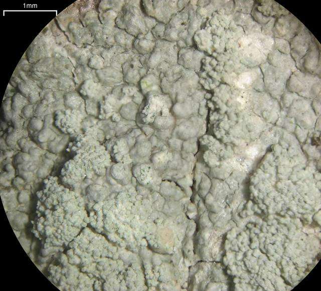 Image of crabseye lichen