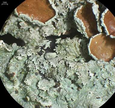 Image of Eastern speckled shield lichen