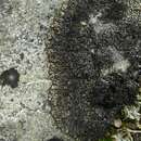 Image of arctic brodoa lichen