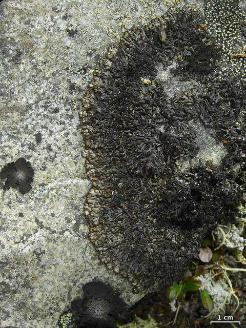 Image of brodoa lichen