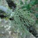 Image of Imshaug's witch's hair lichen