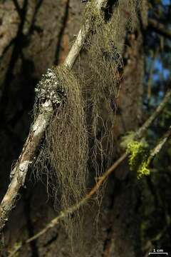 Image of horsehair lichen