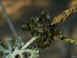 Image of Thornbush lichens