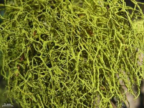 Image of wolf lichen