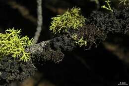 Image of Thornbush lichens