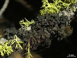 Image of Thornbush lichens