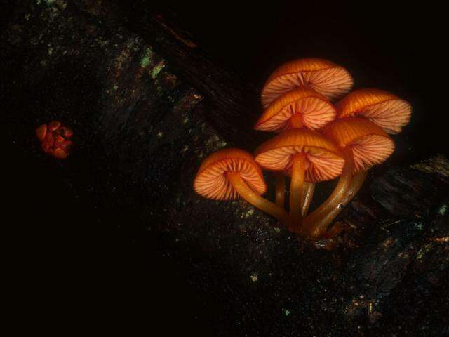 Image of Mycena leaiana (Berk.) Sacc. 1891