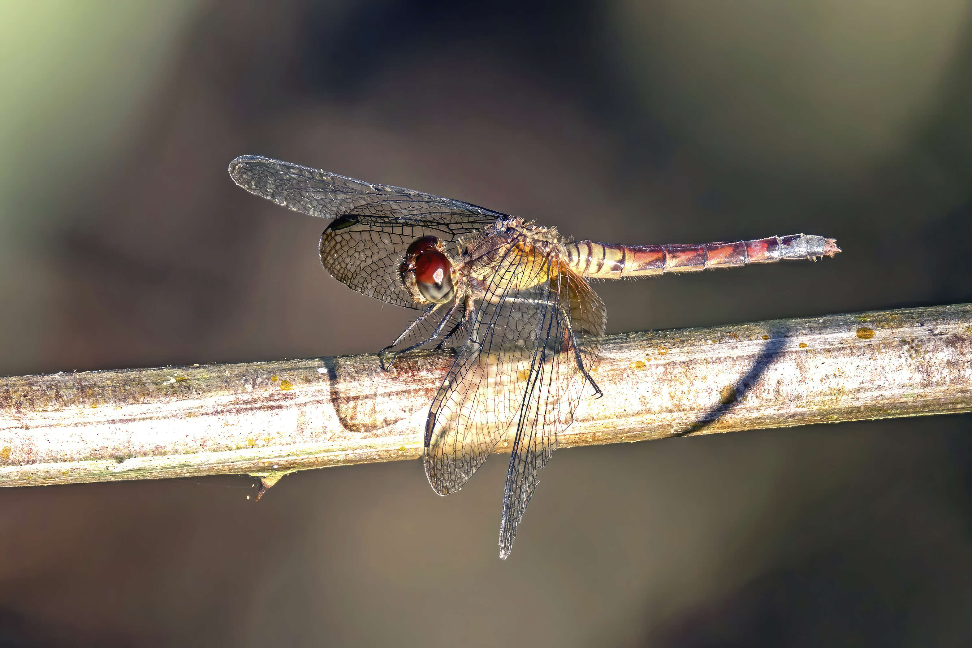 Image of Red-mantled Dragonlet