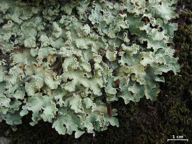 Image of flavopunctelia lichen