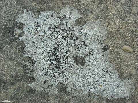 Image of lecidella lichen