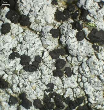 Image of lecidella lichen