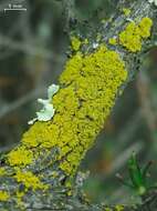 Image of lemon lichen