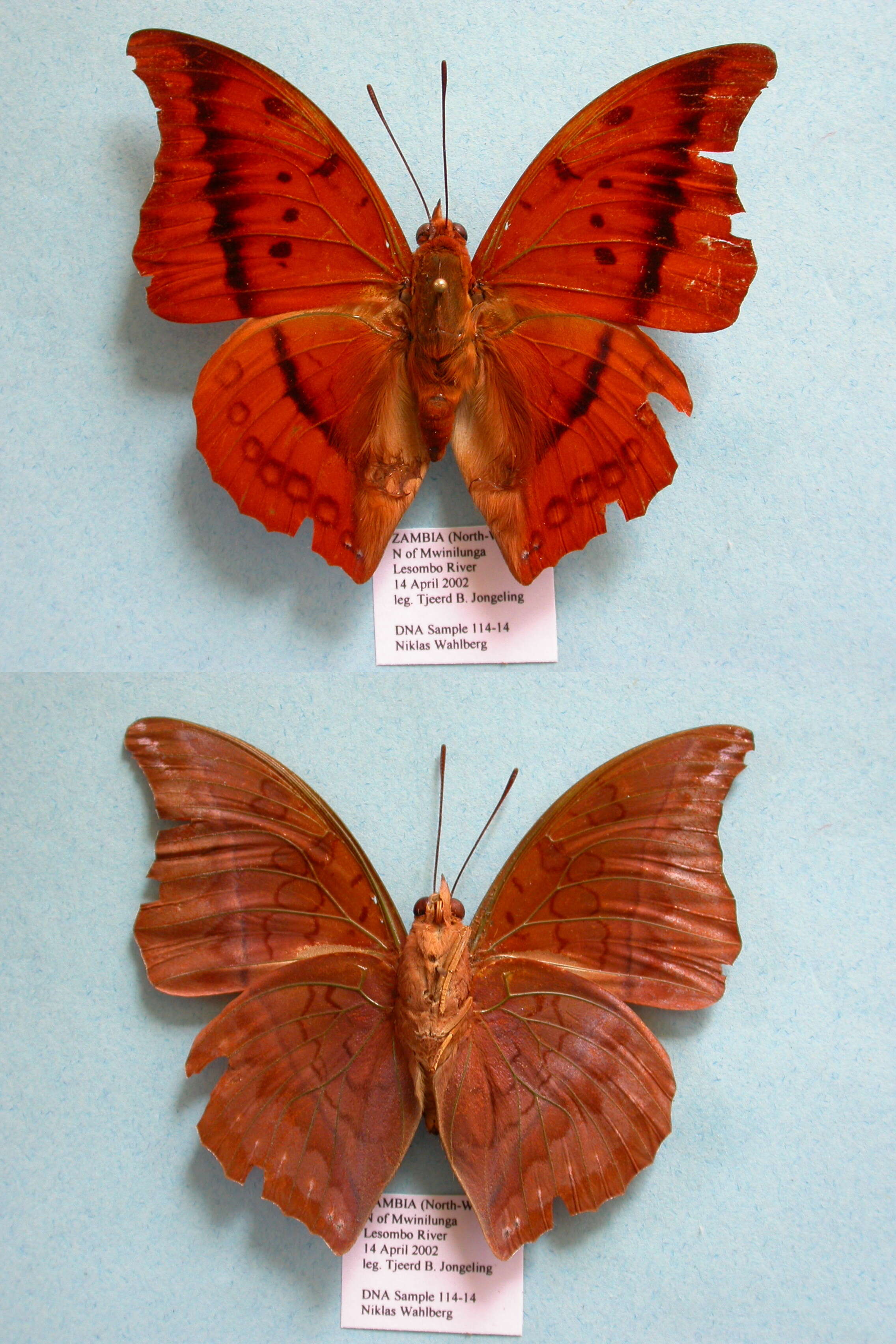 Imagem de Charaxes nichetes Grose-Smith 1883