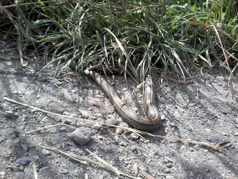 Image of Chilean Slender Snake