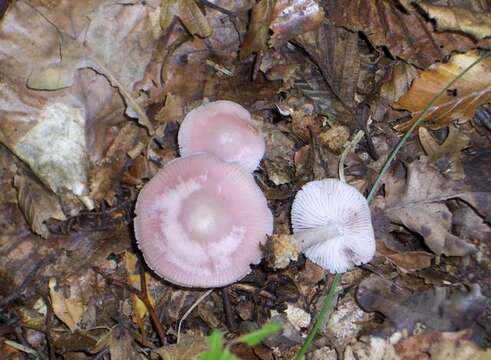 Image of Mycena