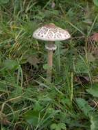 Image of Macrolepiota