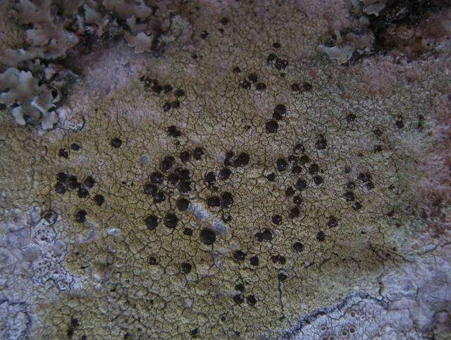 Image of pyrrhospora lichen