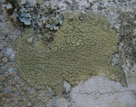 Image of pyrrhospora lichen