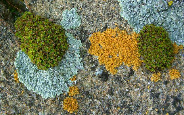 Image of <i>Lecanora muralis</i> (Schreber) Rabenh.