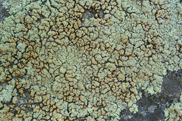 Image of <i>Lecanora muralis</i> (Schreber) Rabenh.