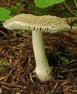 Image of Eastern American Floury Amanita