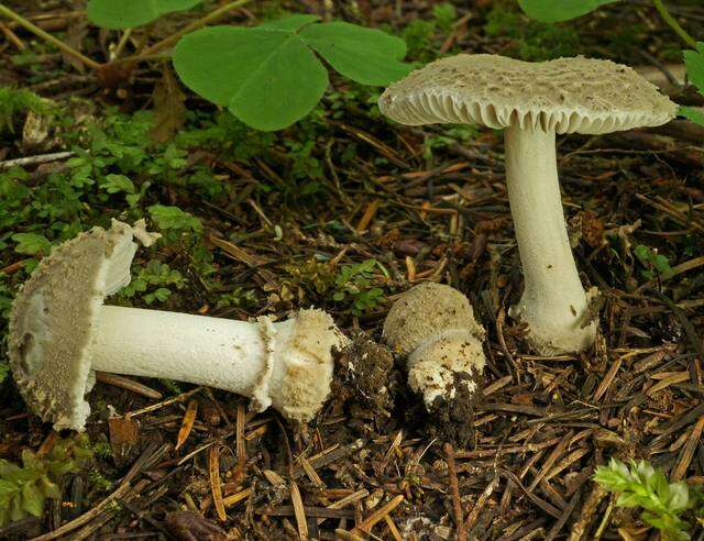 Image of Eastern American Floury Amanita