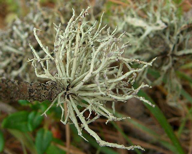 Image of niebla lichen