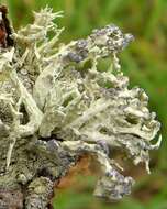 Image of niebla lichen