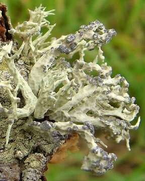 Image of niebla lichen