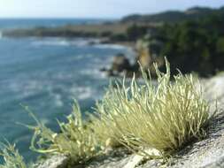 Image of niebla lichen