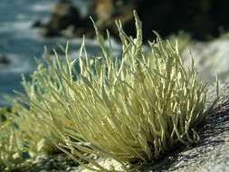 Image of niebla lichen