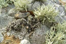 Image of niebla lichen