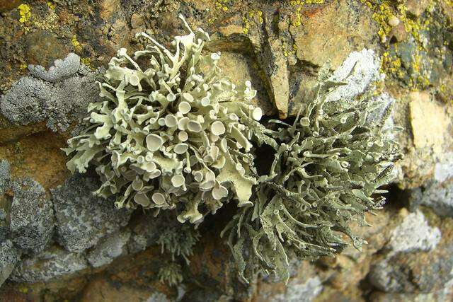 Image of niebla lichen