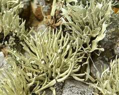 Image of niebla lichen