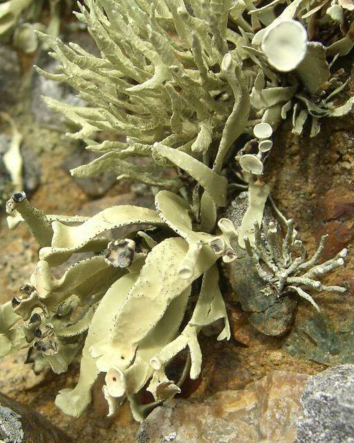 Image of niebla lichen