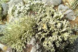 Image of niebla lichen