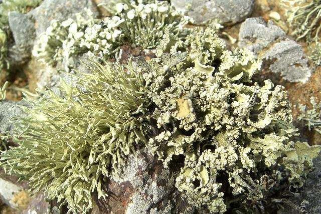 Image of niebla lichen