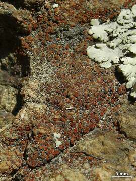 Image of Firedot lichens