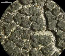 Image of trapeliopsis lichen