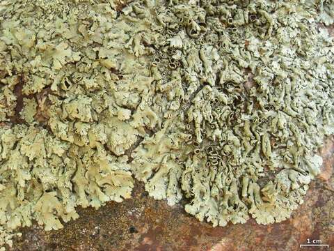 Image of xanthoparmelia lichen