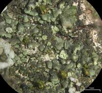 Image of waynea lichen