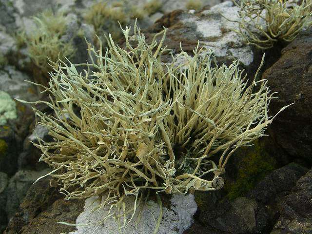 Image of Niebla laevigata Bowler & Rundel