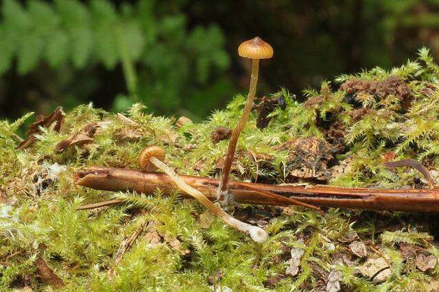 Image of Galerina nana (Petri) Kühner 1935