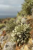 Image of Bouquet Sea-Fog Lichen