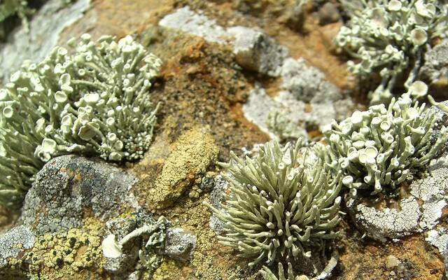 Image of Bouquet Sea-Fog Lichen