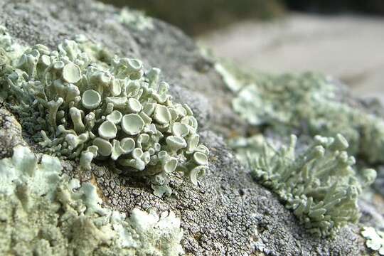 Image of Bouquet Sea-Fog Lichen