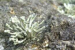 Image of Bouquet Sea-Fog Lichen